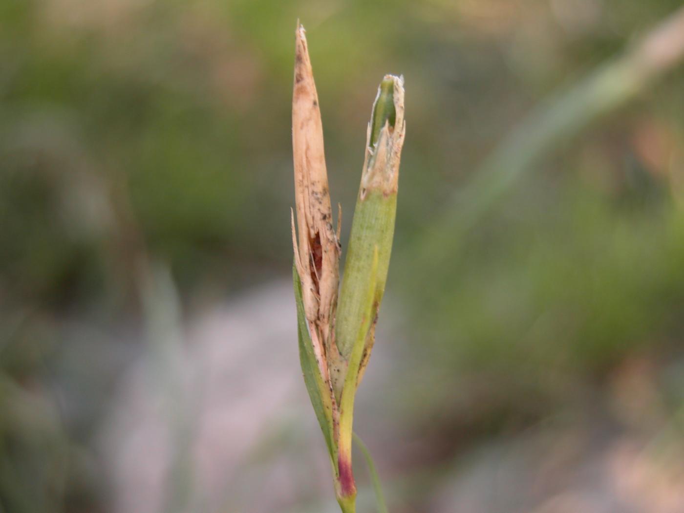 Pink, Fringed fruit